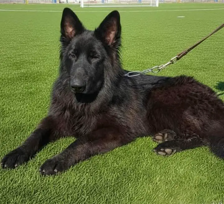 Ecco von Zein Kennel