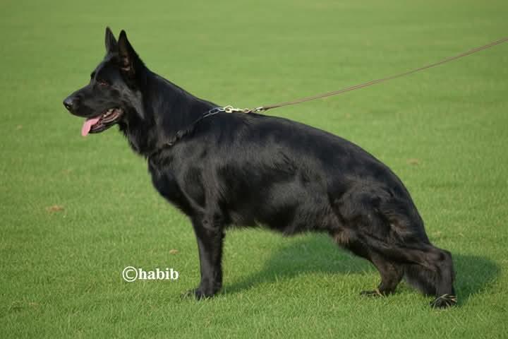 Daisy vom Zein Kennel