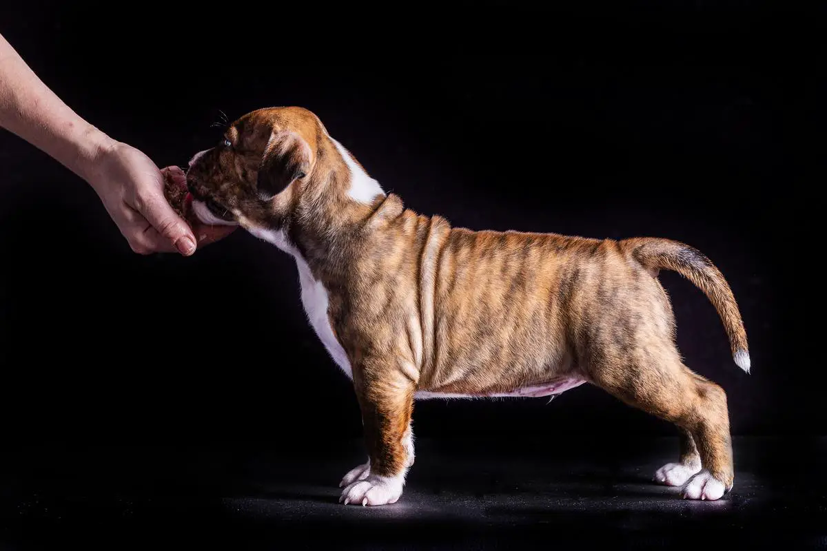 Brindle Brand Honey Bunny