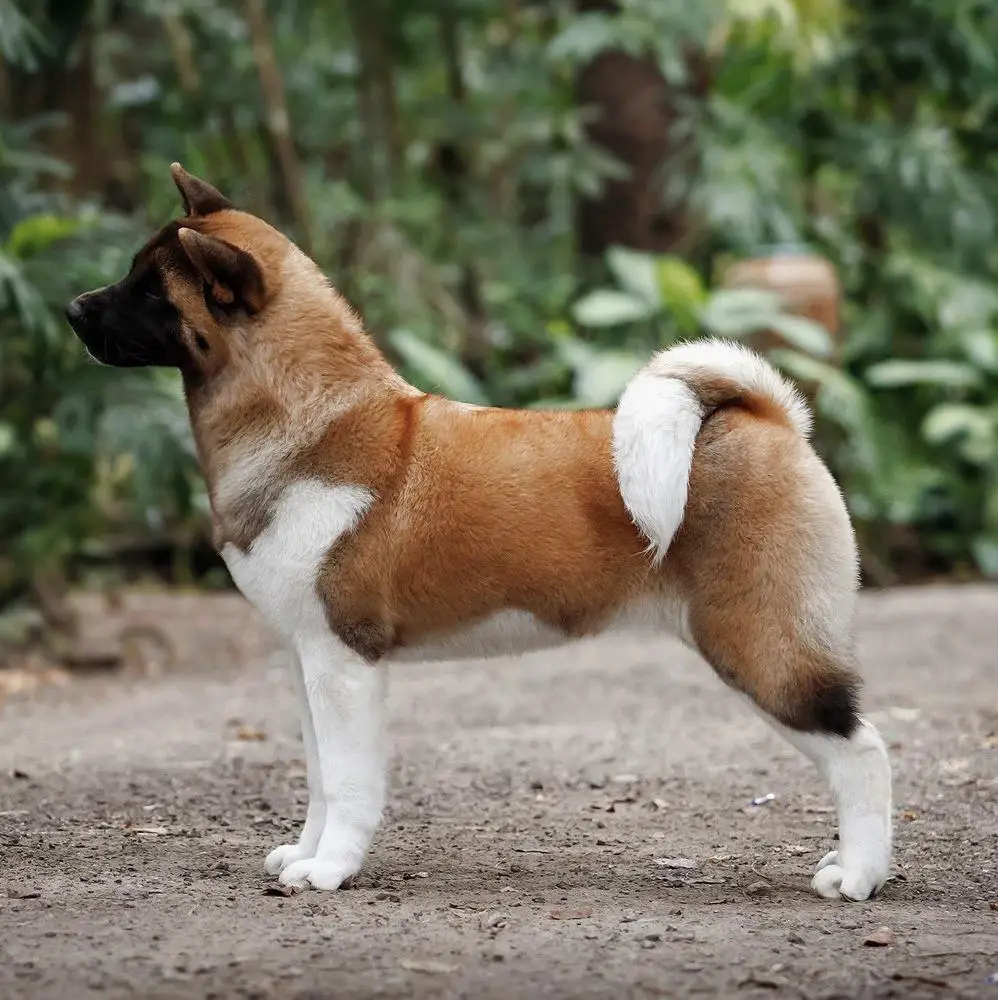 Valgrand Victory Ultimate Glory Rising