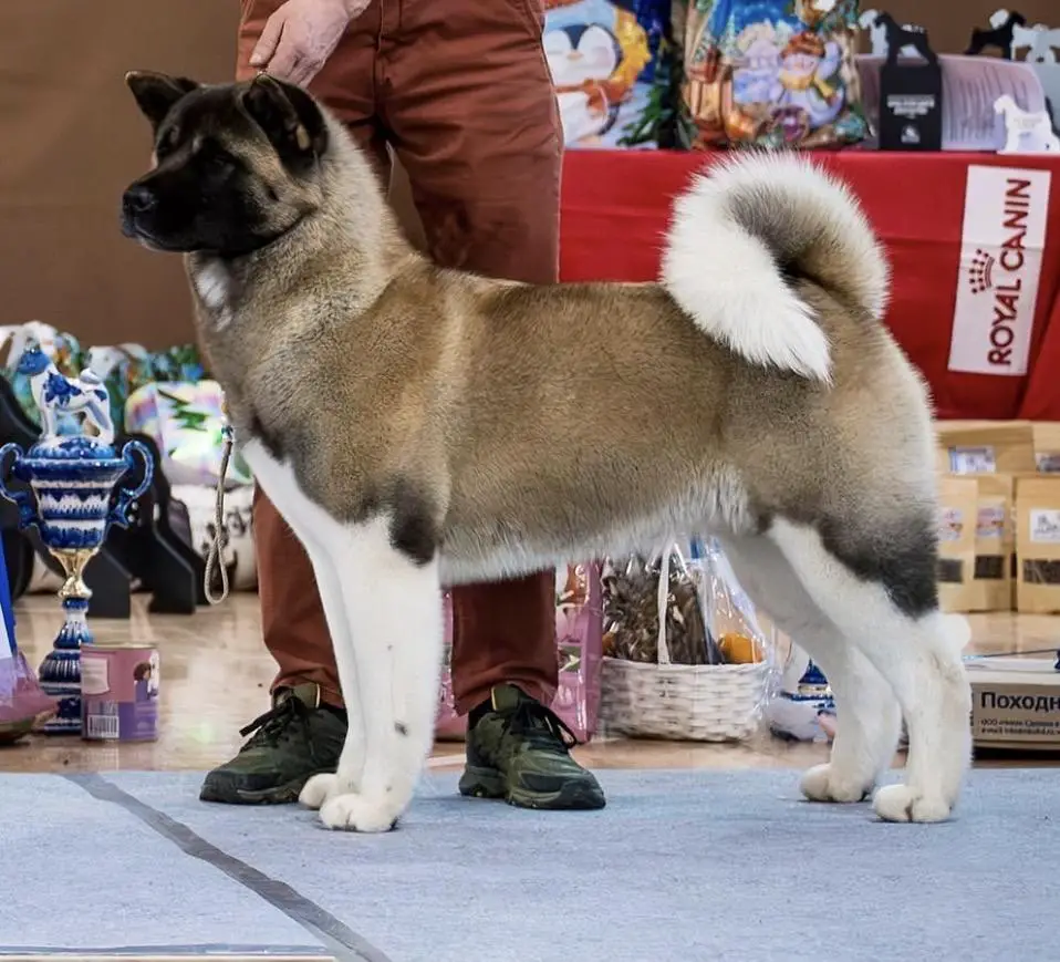 Valgrand Victory Rainbow