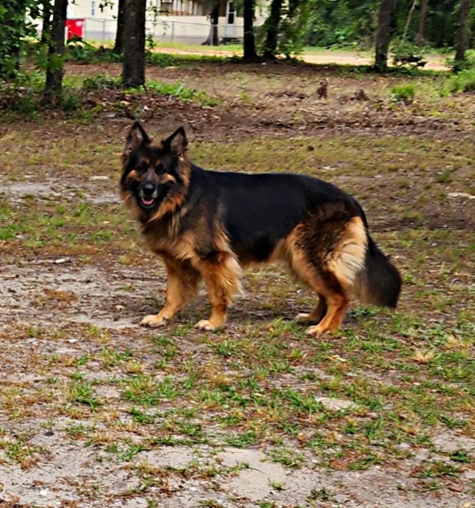StoneyCreek Nezuko Rykka