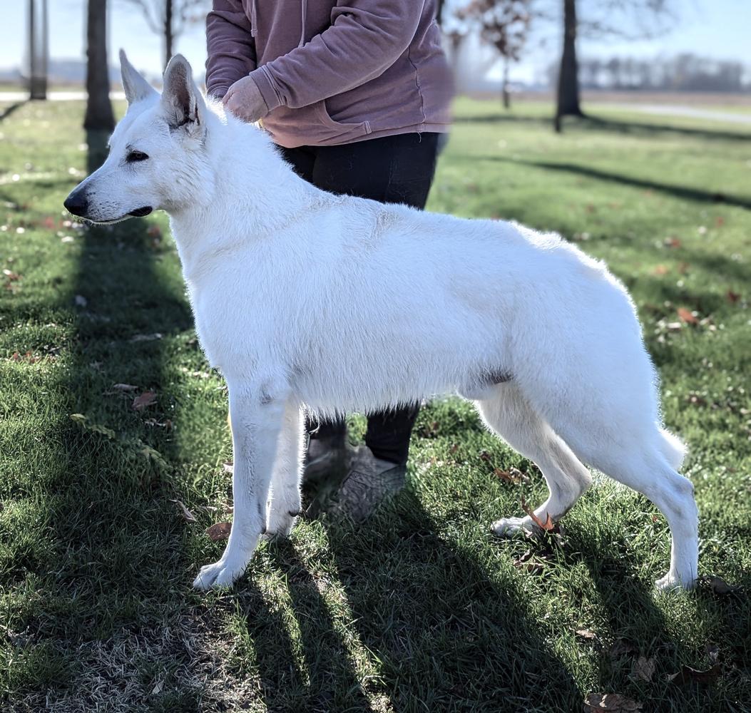 Royal King of Asgard