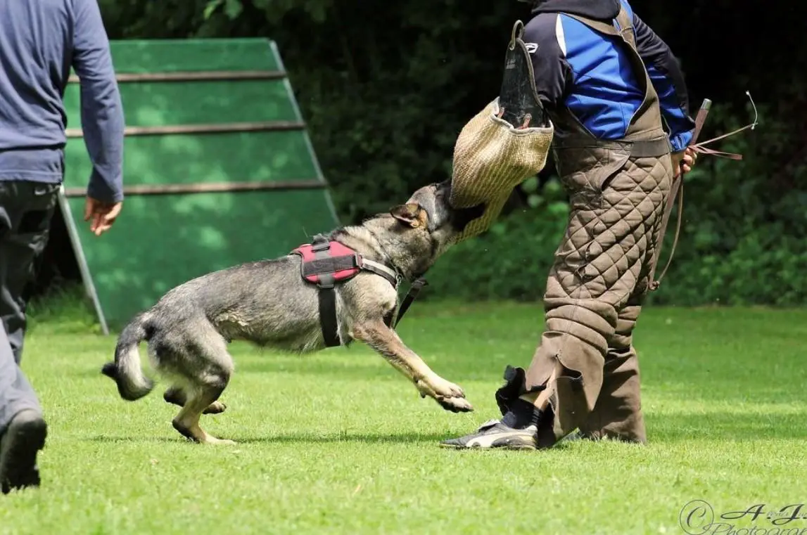 Olive von der Gewürzwiese