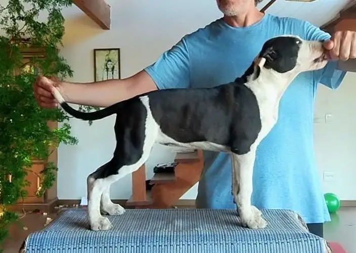 Moon Rock Prime Blood da Terra de Gaya