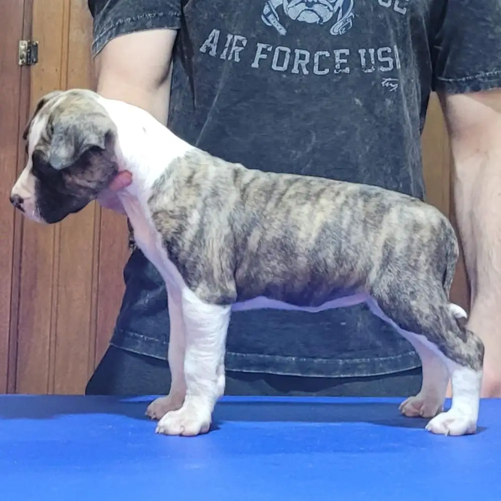 Reborn Hills of Prime Blood Dreamer