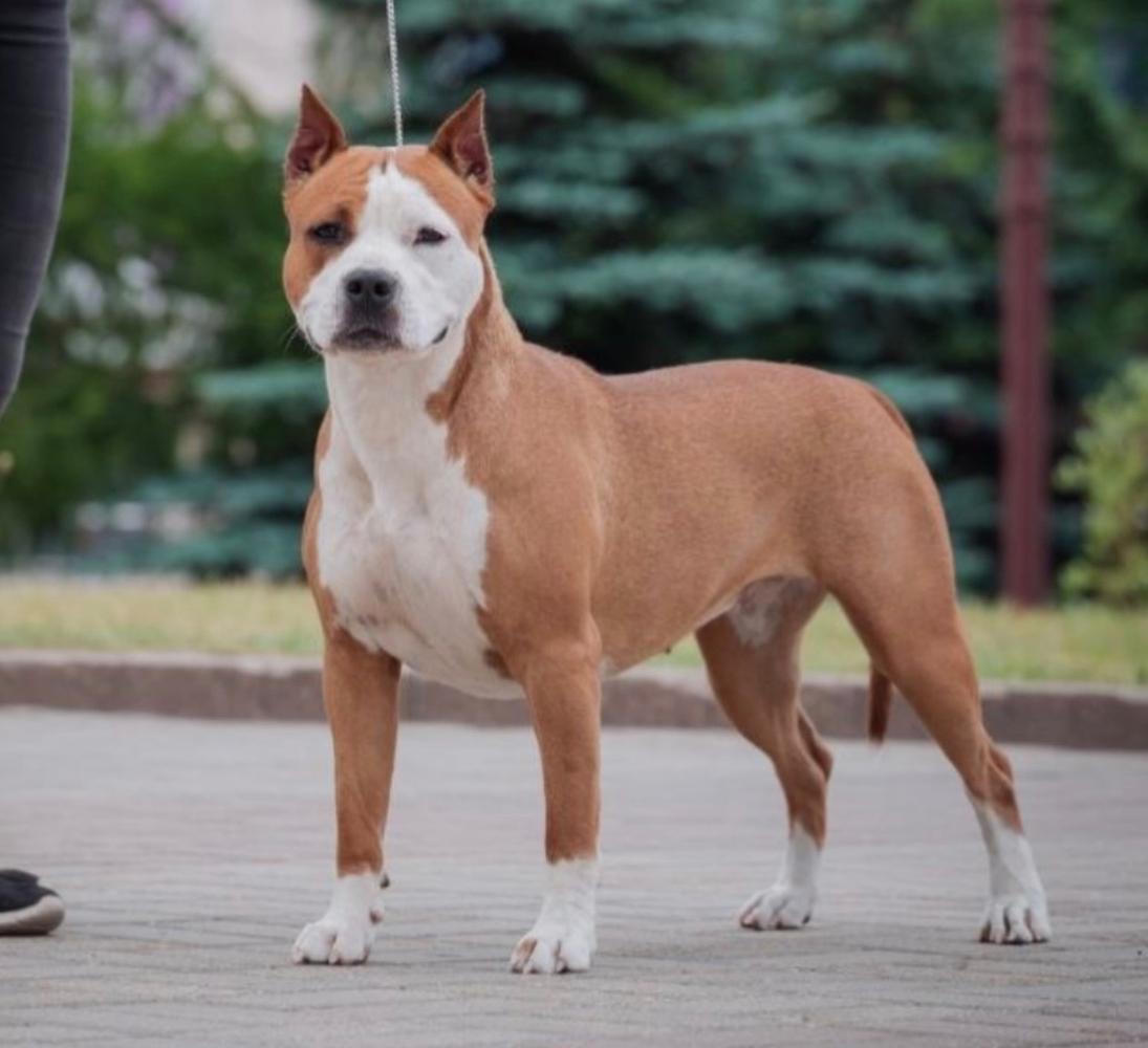 Anikord Bagueera Bam Bam Buble Gum