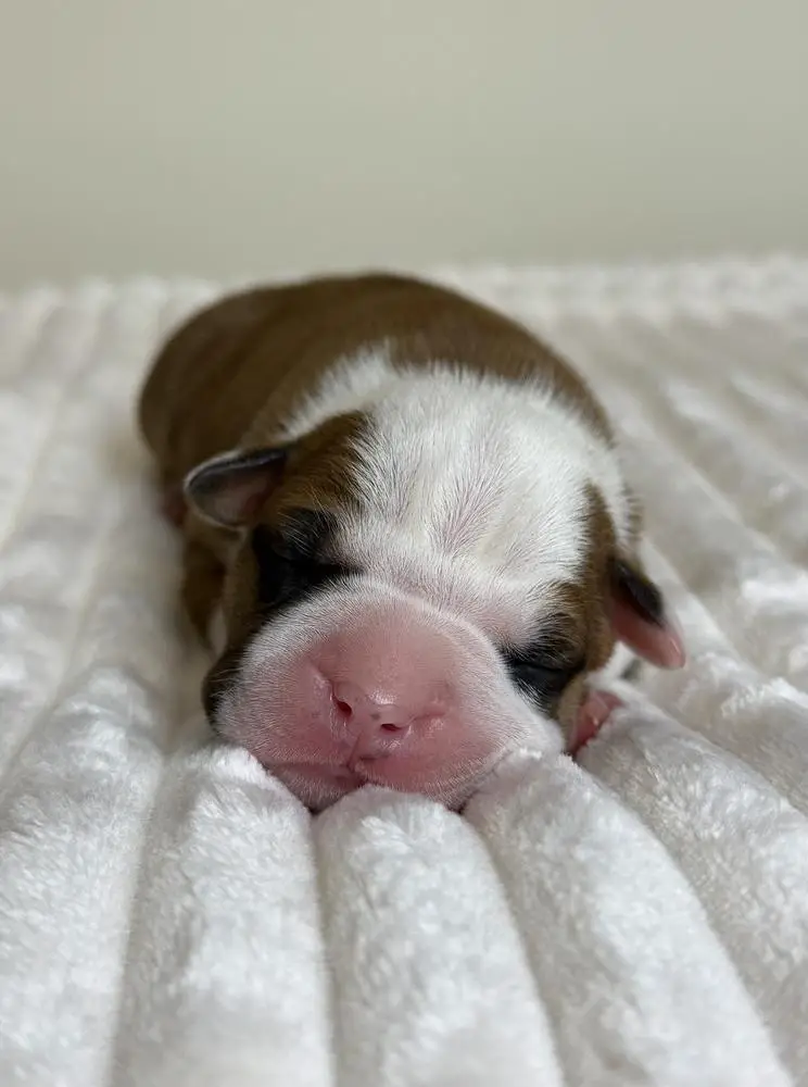 ZH-Spirit Legacy Astreya