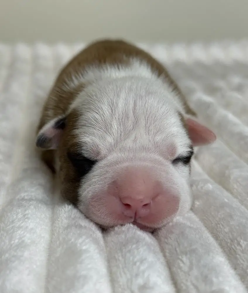 ZH-Spirit Legacy Artemida