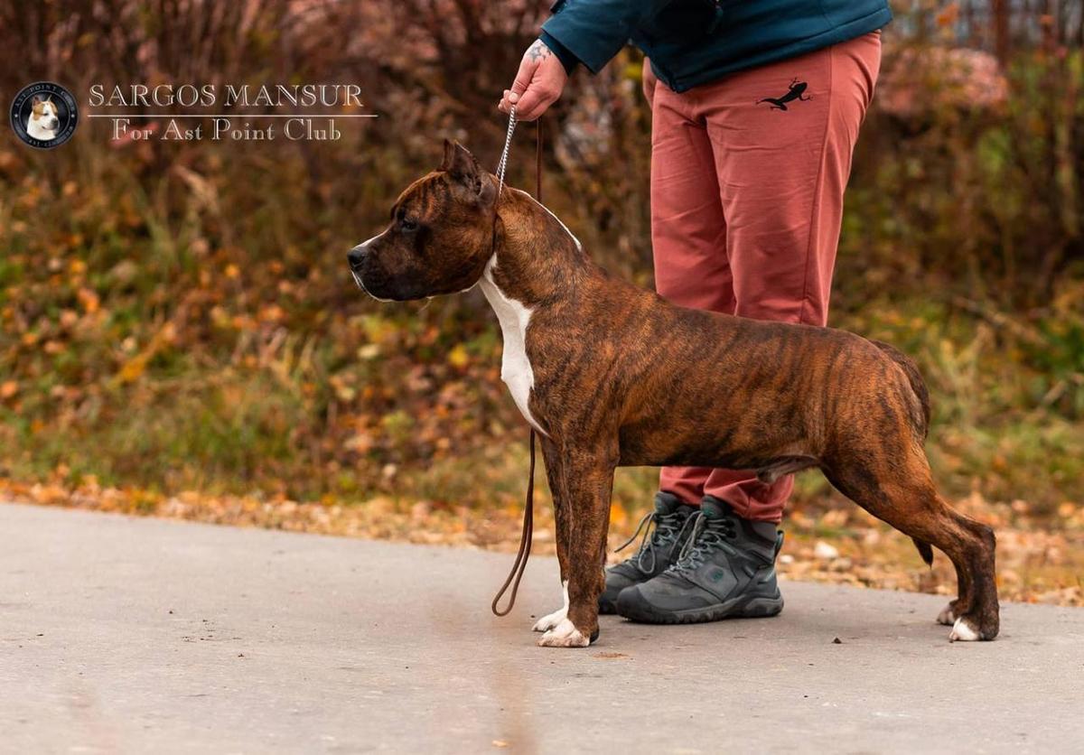 SARGOS MANSUR FOR AST POINT CLUB