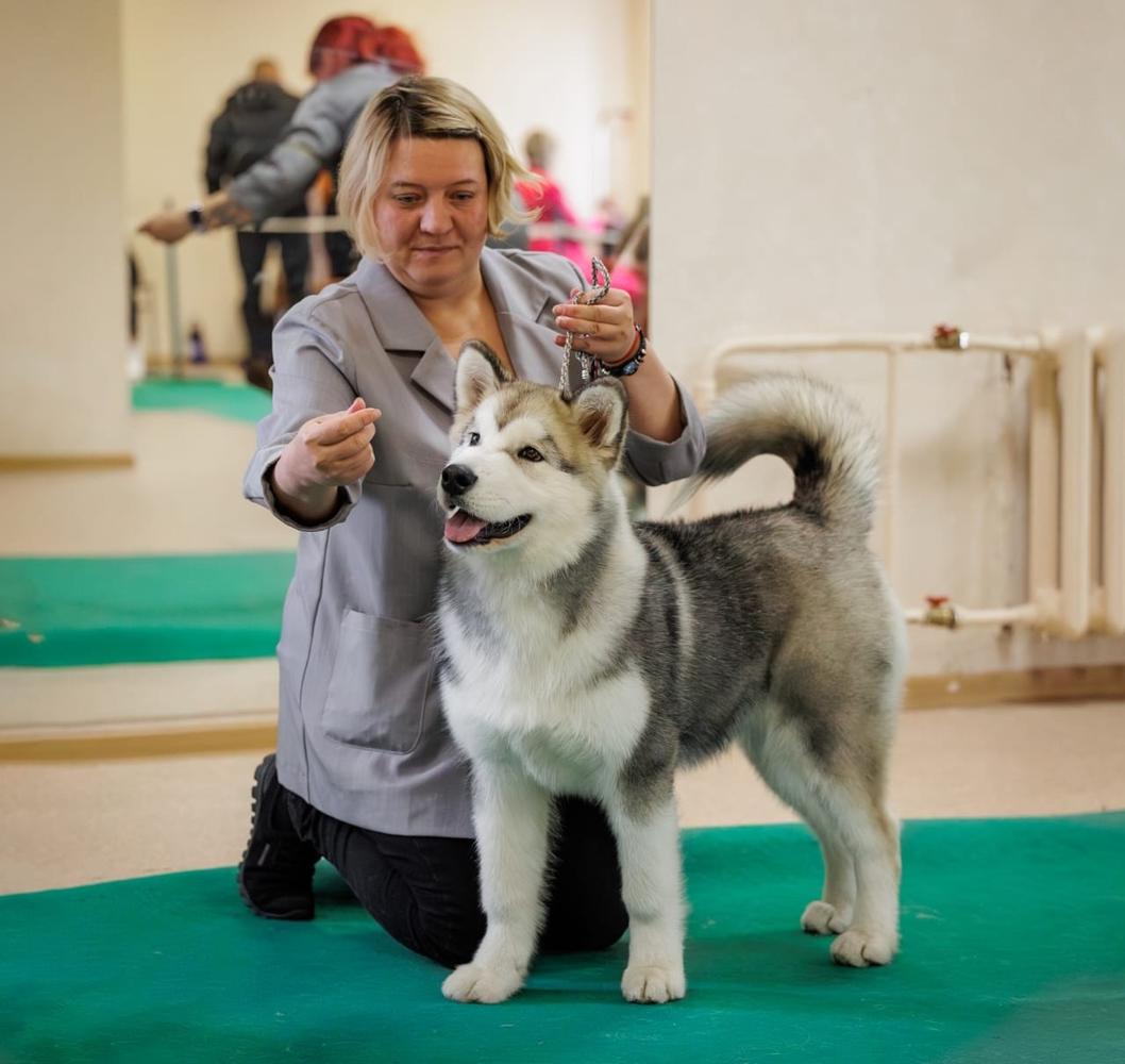 MAZURSTAR FENIX AZAR