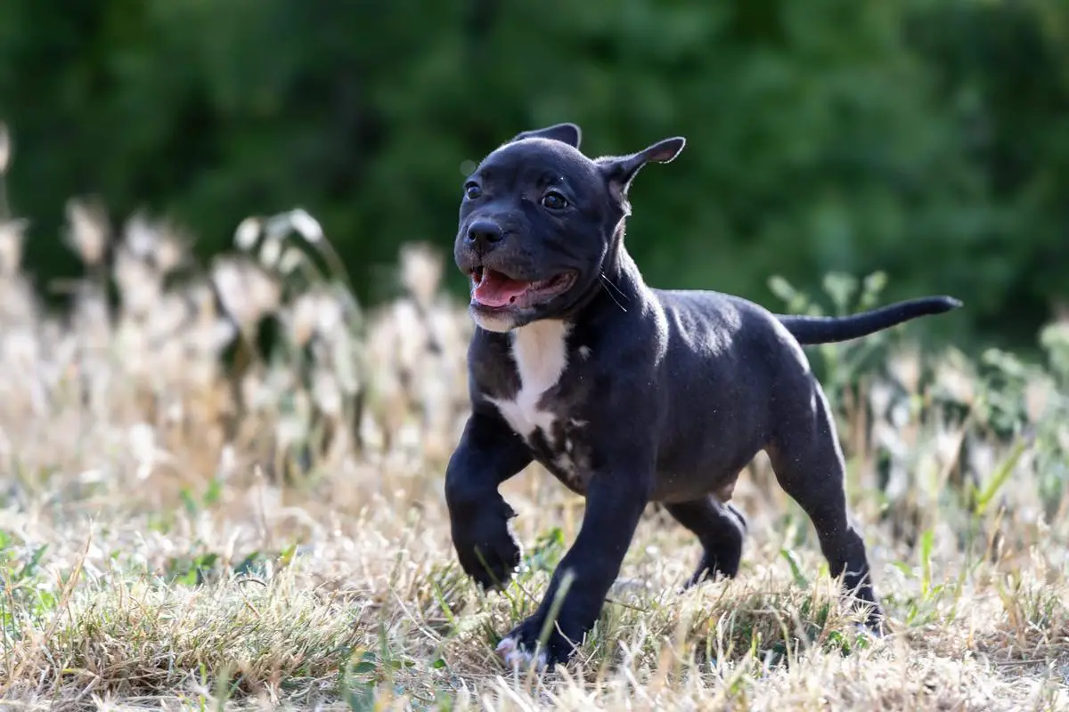 Arno All In of Prime Blood