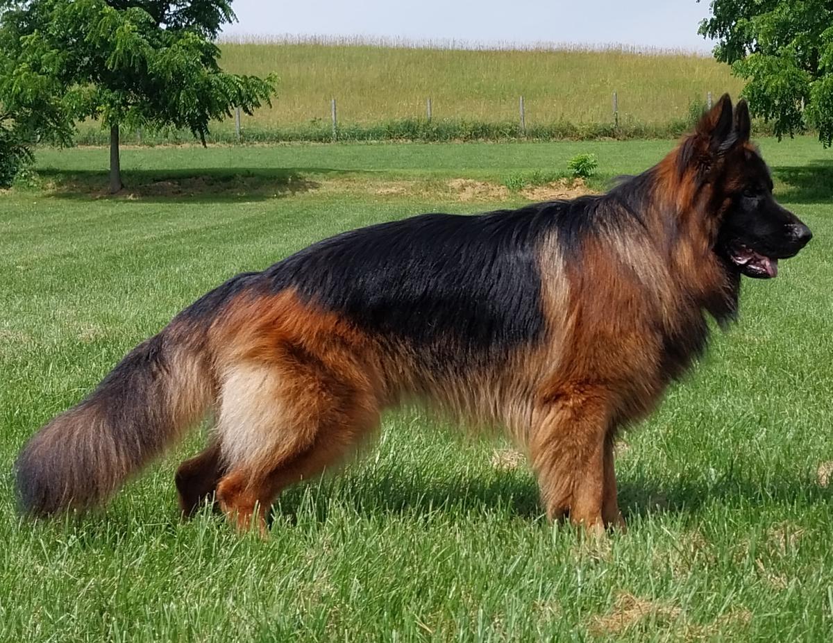 Otto Von Luftig Wiese