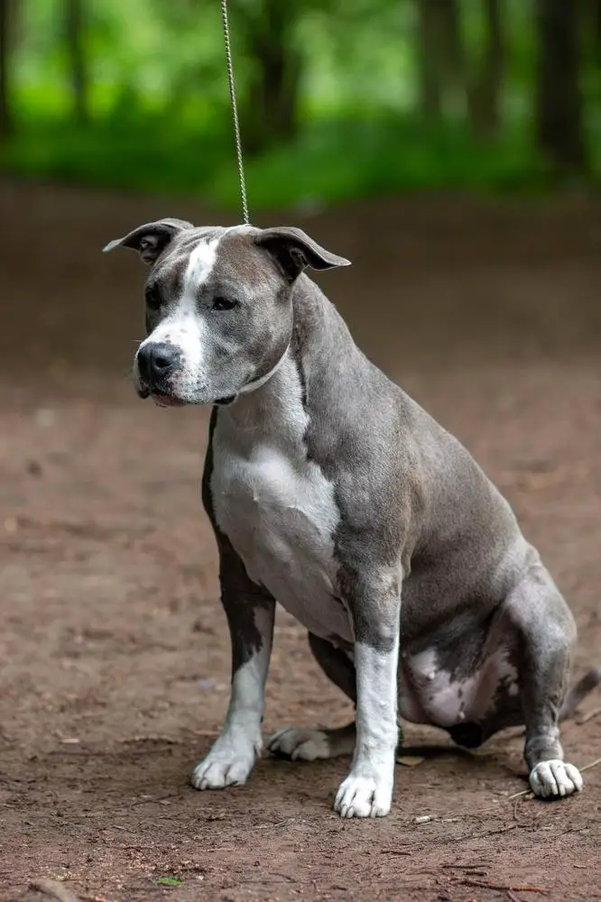 Moonlight Fantazy Una Prima