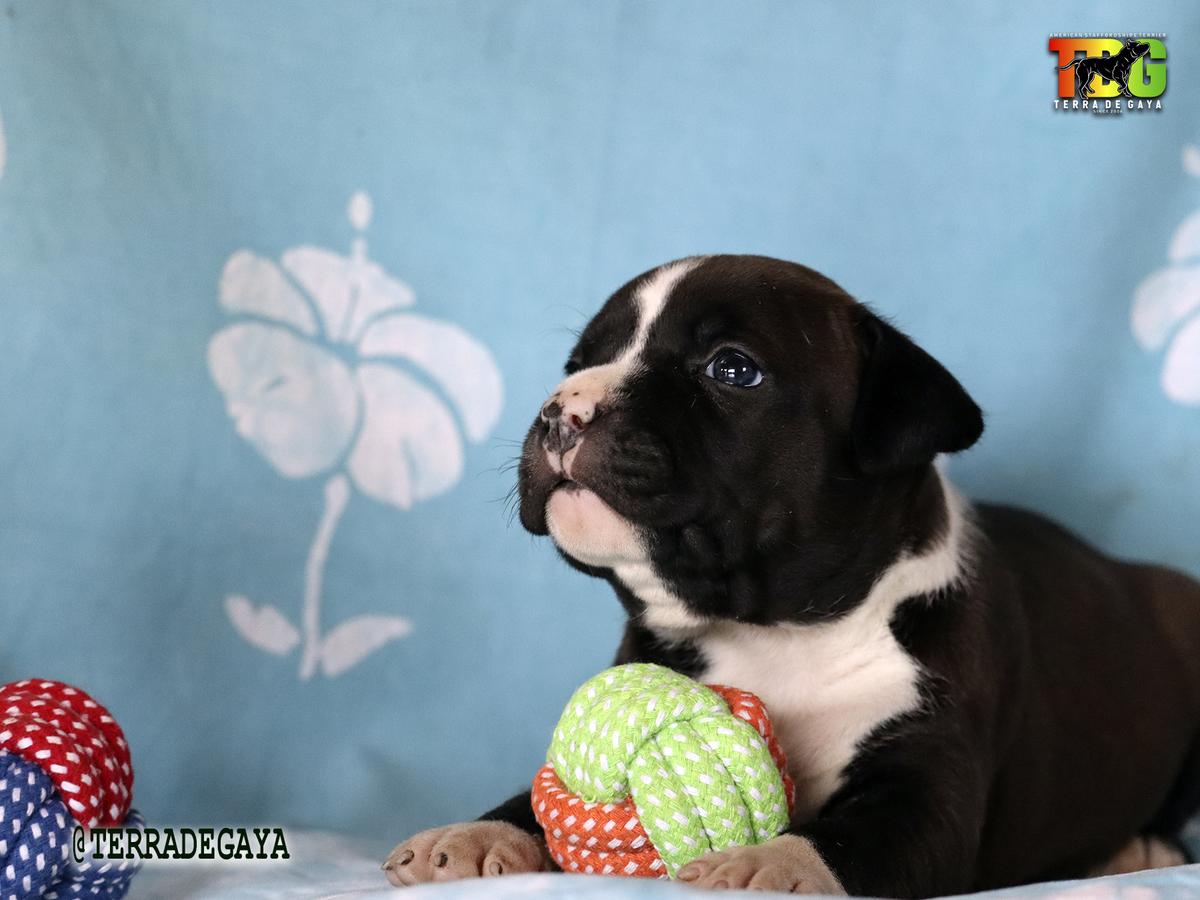 New Roots Black da Terra de Gaya