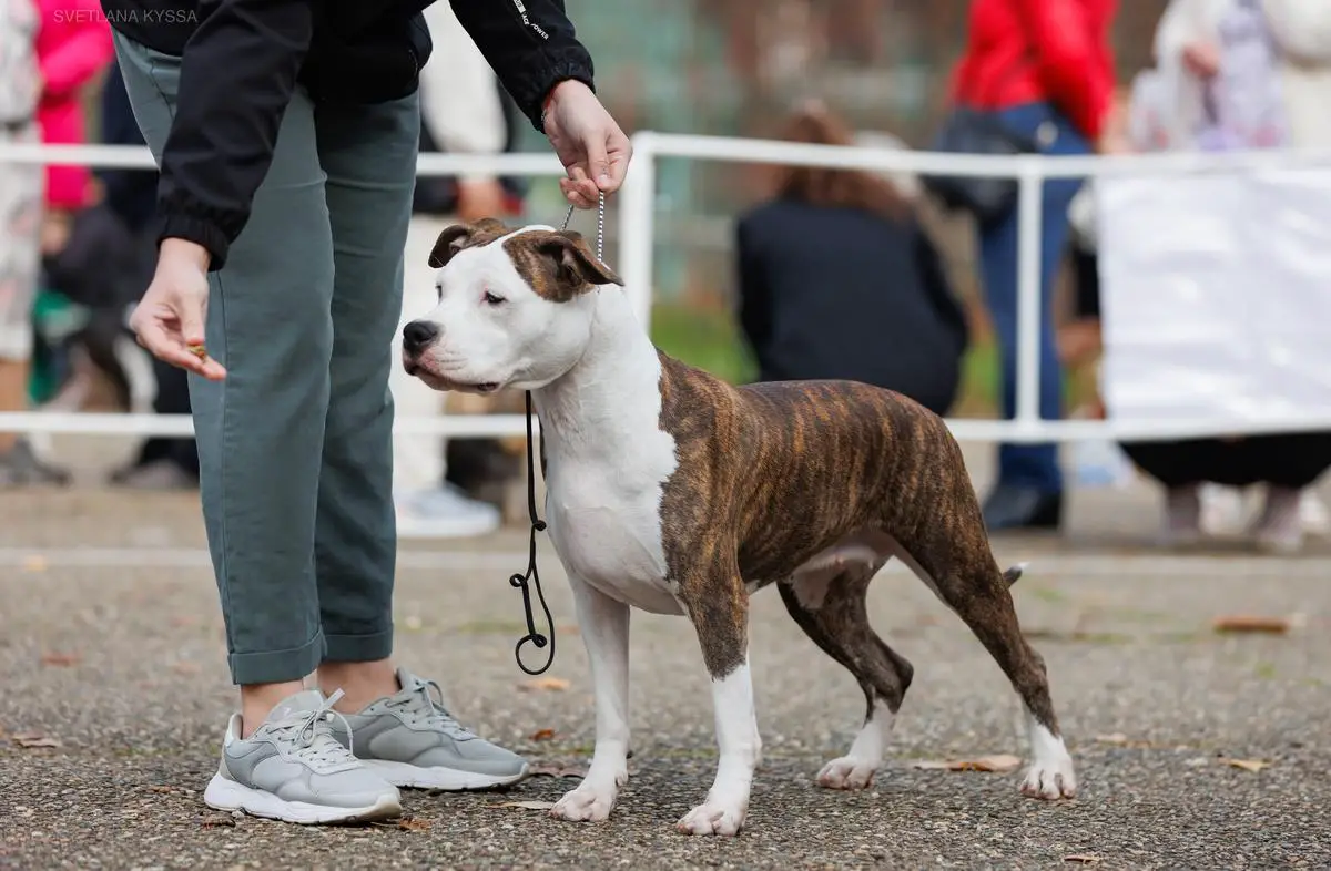 PETROVSKIY TALISMAN NIAGARA