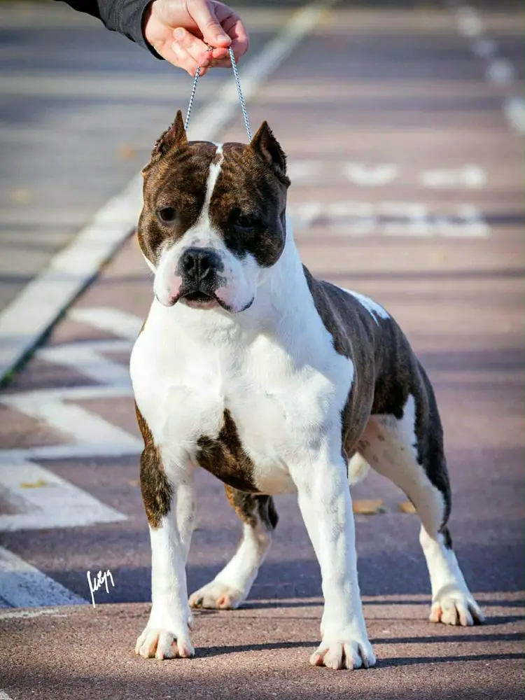 JC Ring Angels Raptor Elite Team