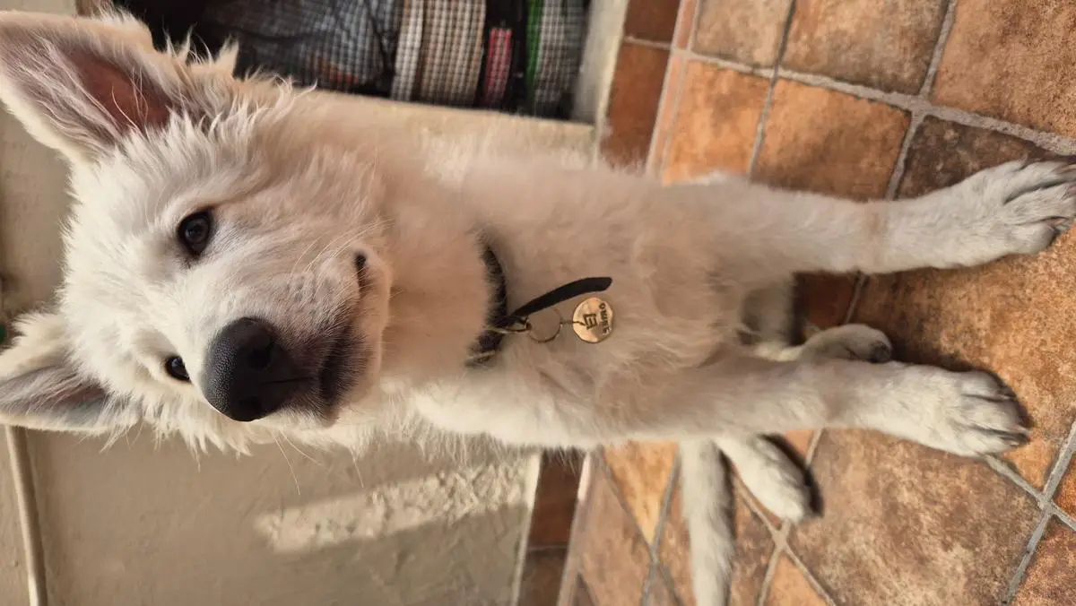 Dohko de Libra Mountain Wolves