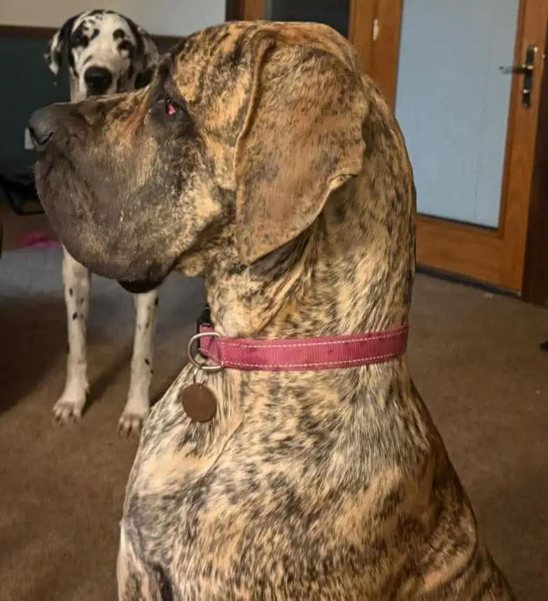 Green's I'M A Warrior But I'M A Girl Too Of Ohana