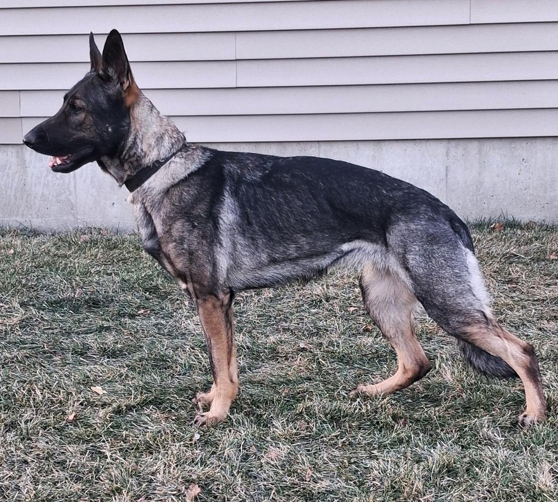 Saddle Up Dixie Chisum