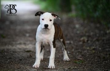 VAJANA PRESBURG STAFF