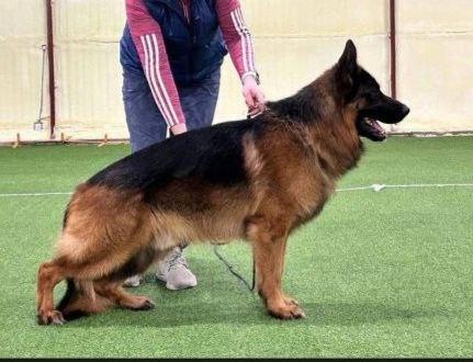 Kimon vom Holtkamper Hof