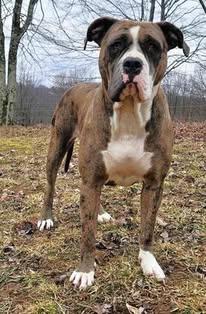 F. F. Lovely Lane Fox