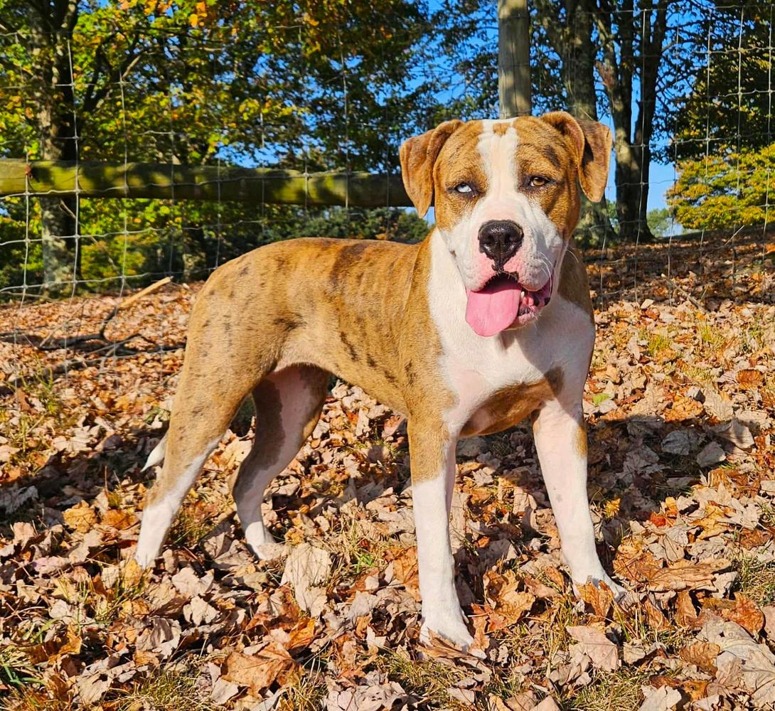 F. F. Maple Berry Fox