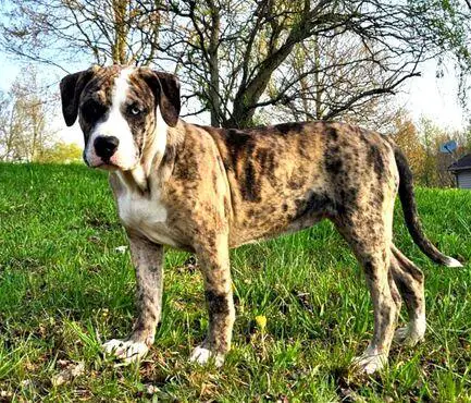 F. F. Blue Belle Fox