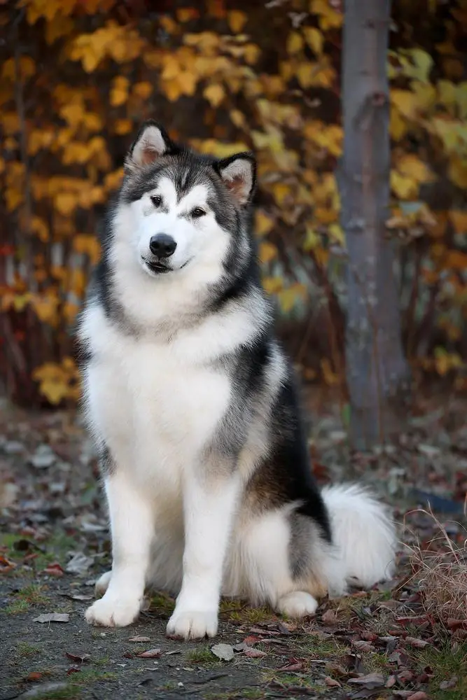 Amirsher Belle Turbo