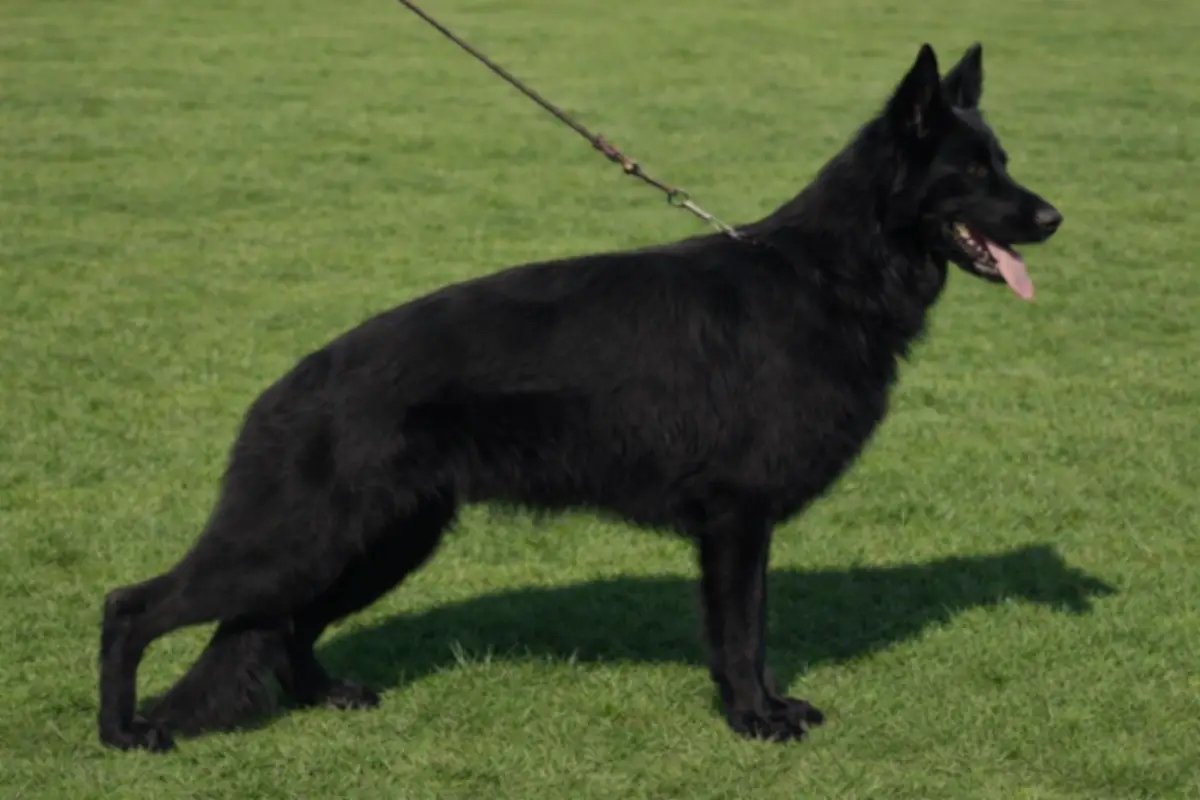 Casandra z Kopca Rudno