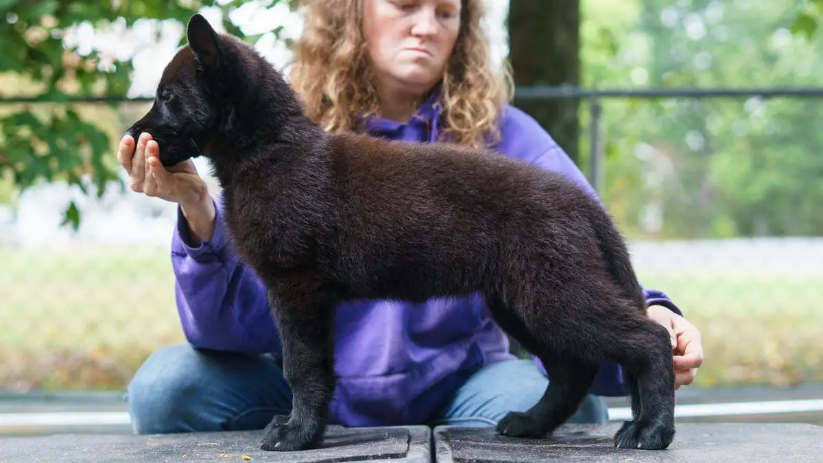 Bourree vom Rabenauge