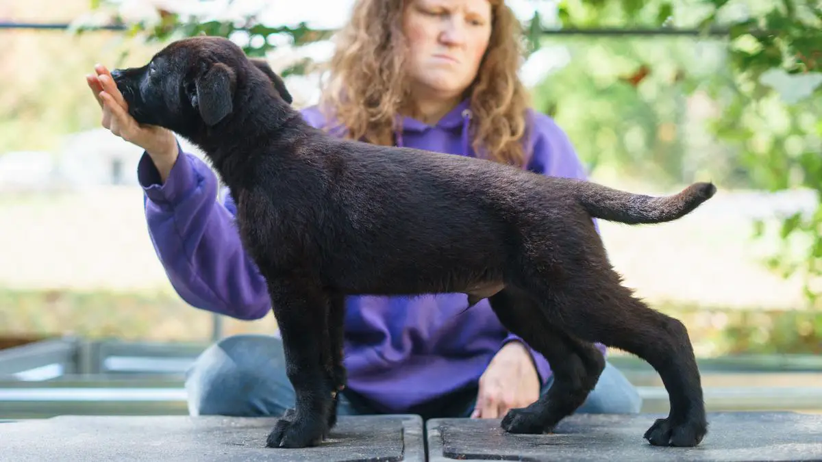 Buckbeak vom Rabenauge