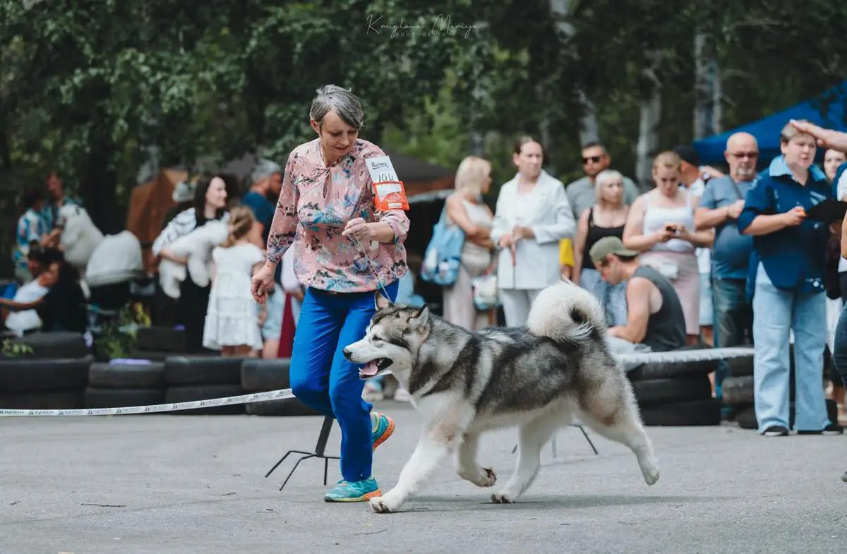 Amelhuk Never Give Up