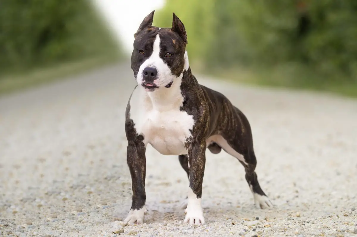 Molnar's Gustavo Badell