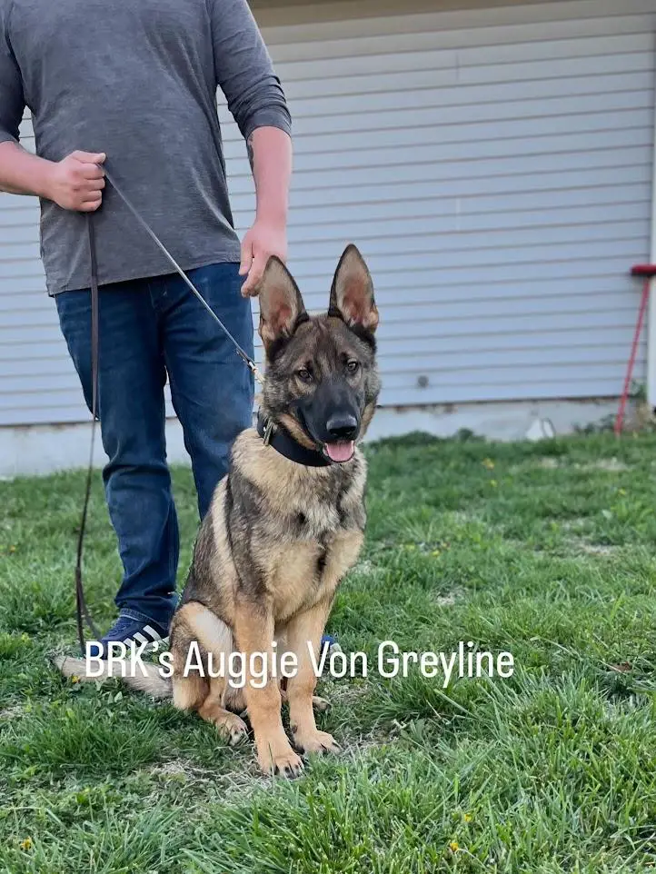 BRK’s Auggie Von Greyline