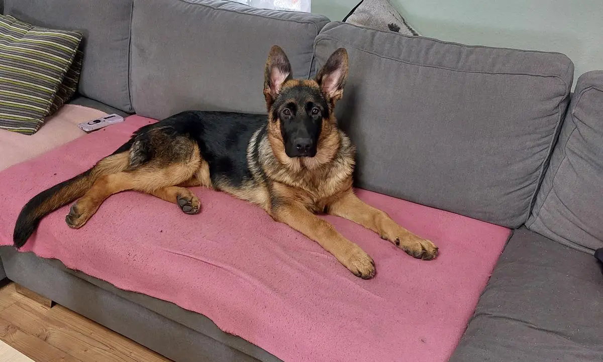 Xano von Groß-Zünder