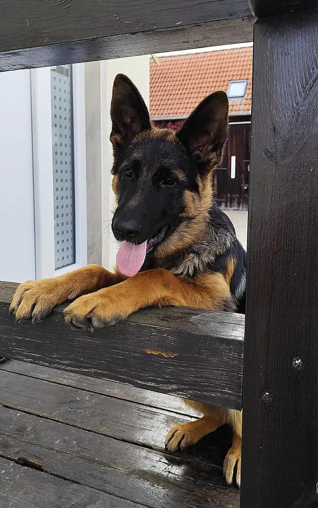 Xara von Groß-Zünder