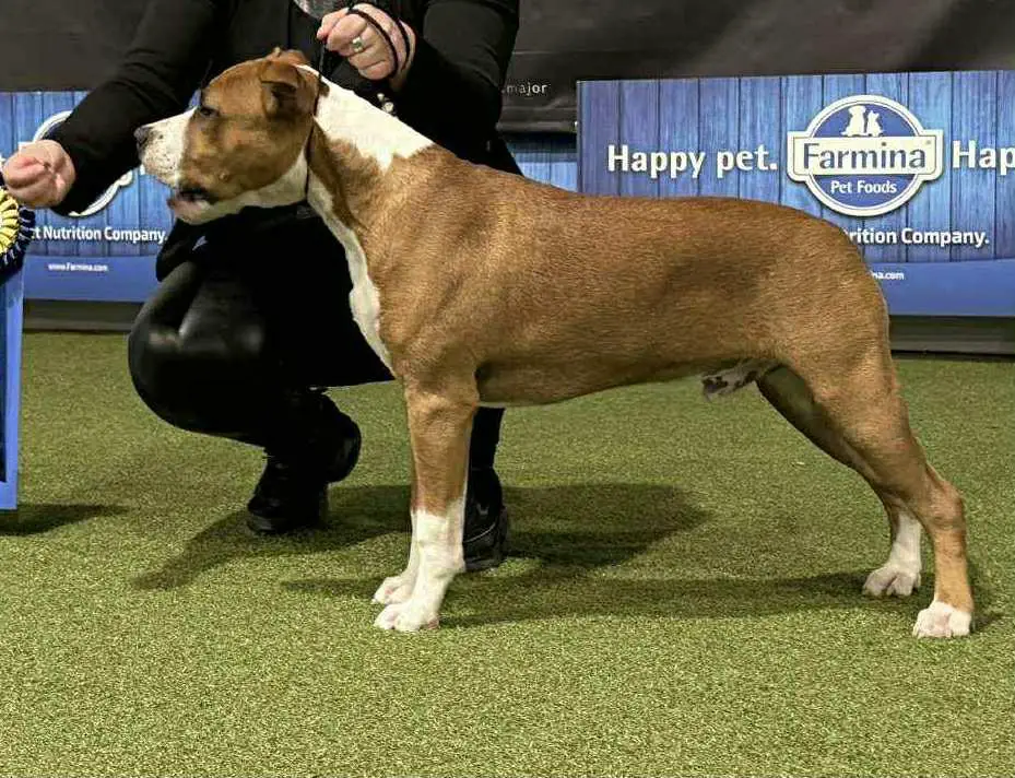 Alpha Silent King Dream Royal Star