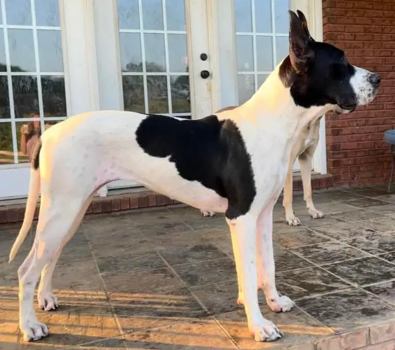 CBD&F's Morning Star Of Sovereignty Woods