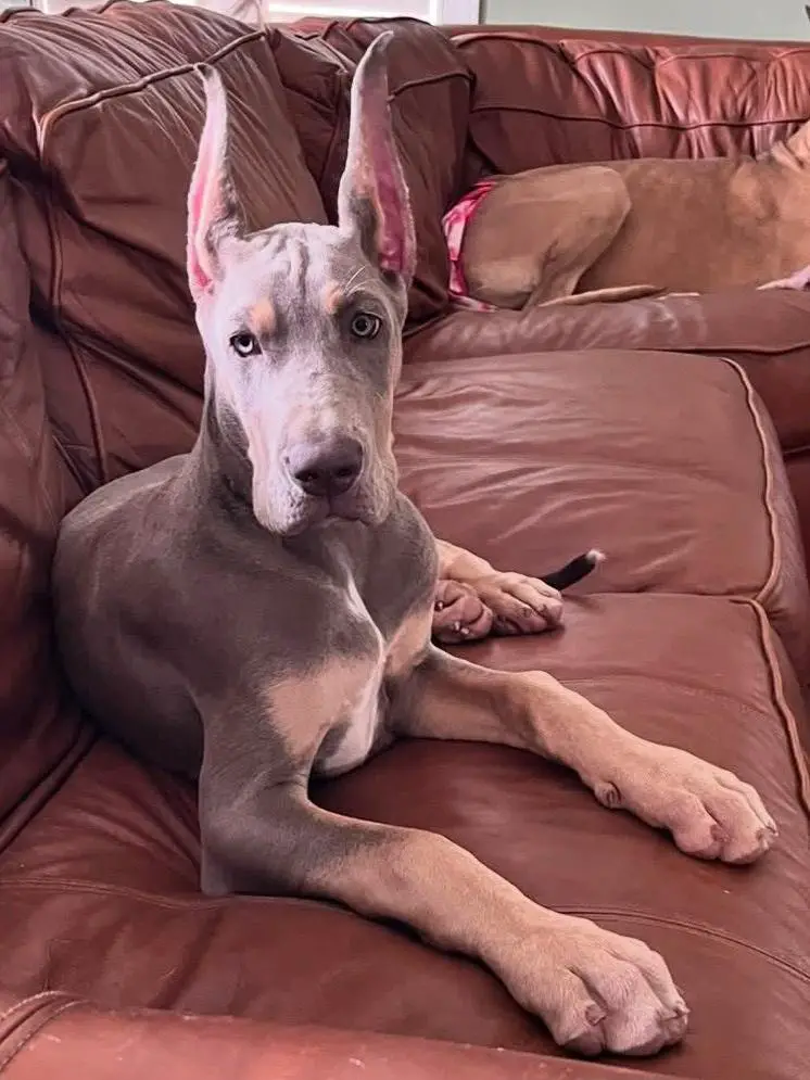 F&B's Aurelian Flame Of Sovereignty Woods