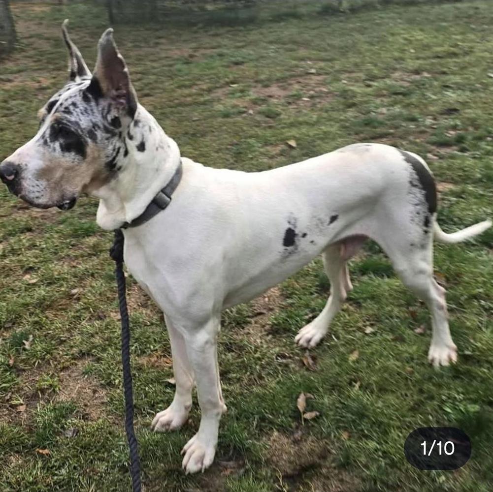 F&B & Prophecy & Gdo's 