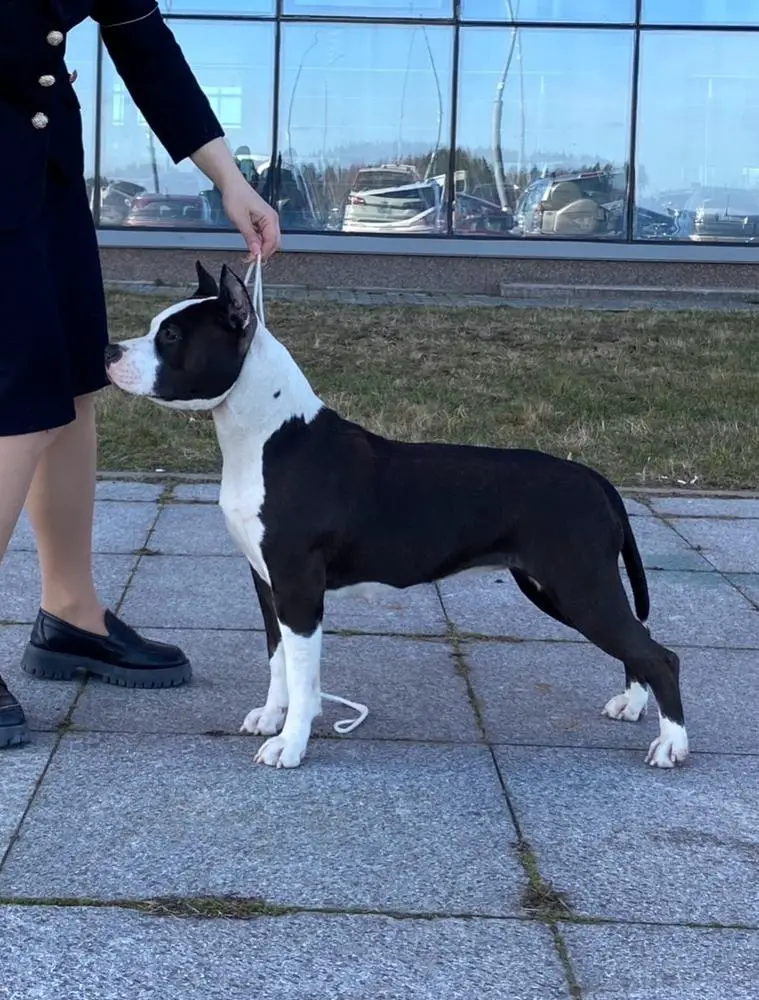 DOMINANT BLR VIOLA CANDY