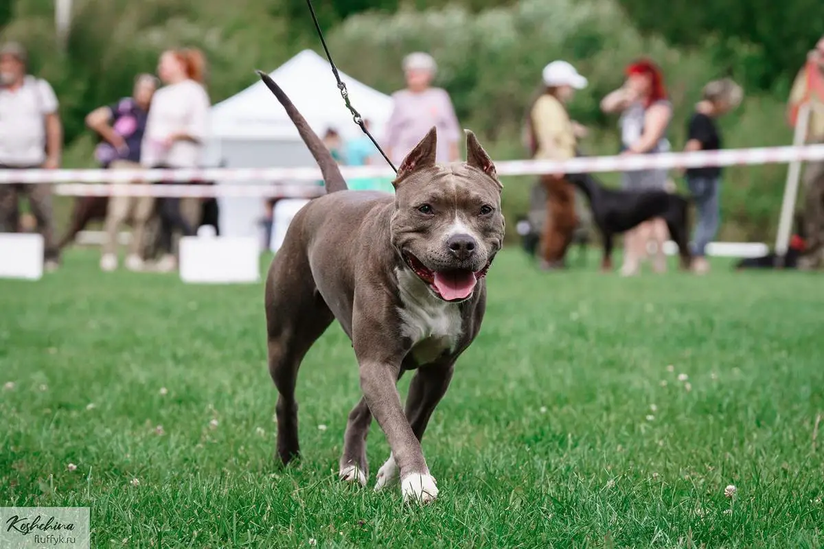 DIKIY SOBLAZN TEKERA