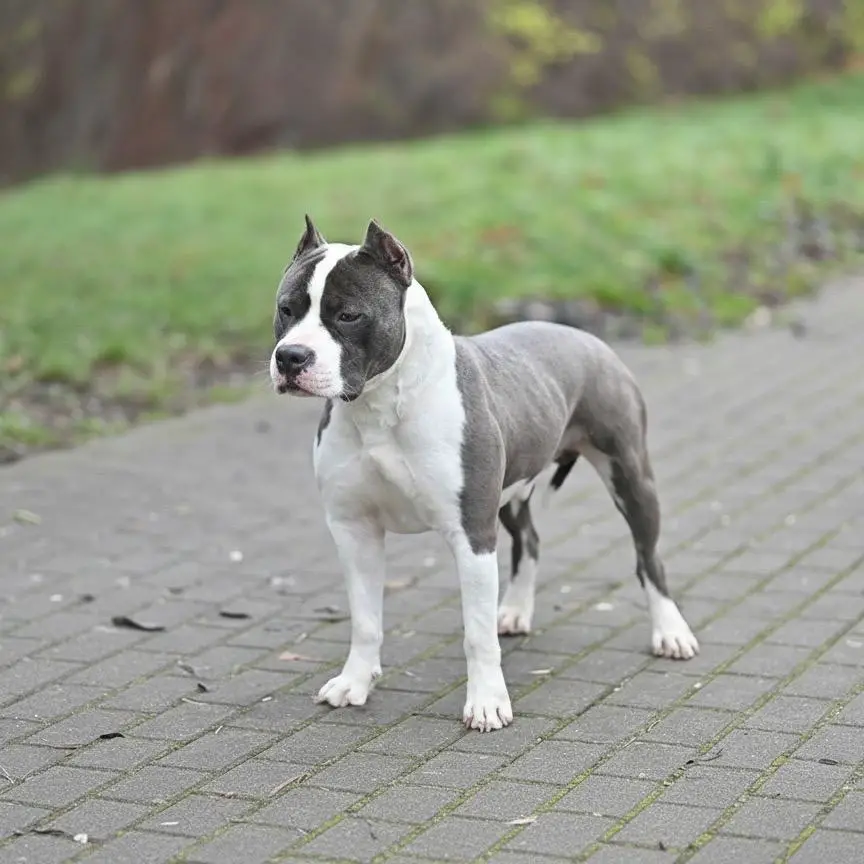 Dominant BLR Dairon Dаk