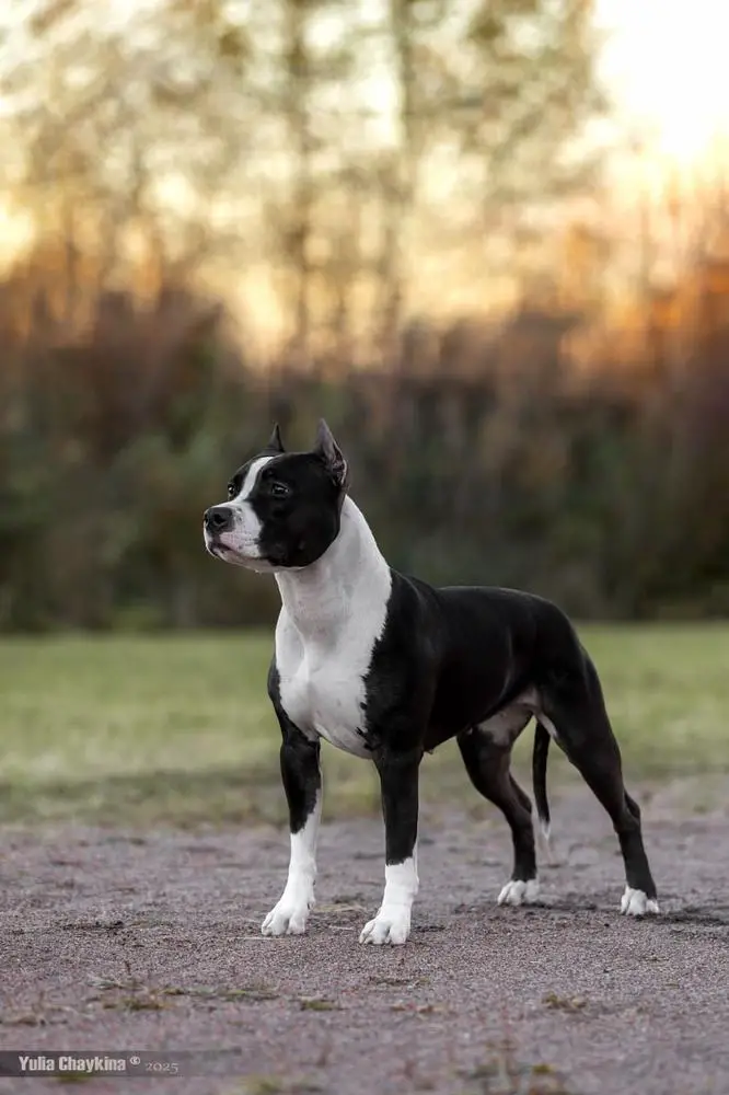 FAITER ERUPTION MY JOY