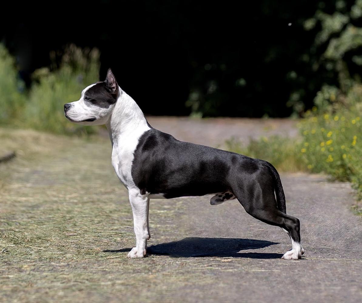 FAITER BRIT SEAN KONNERY