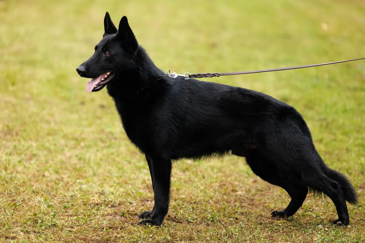 Titan vom Dichterviertel