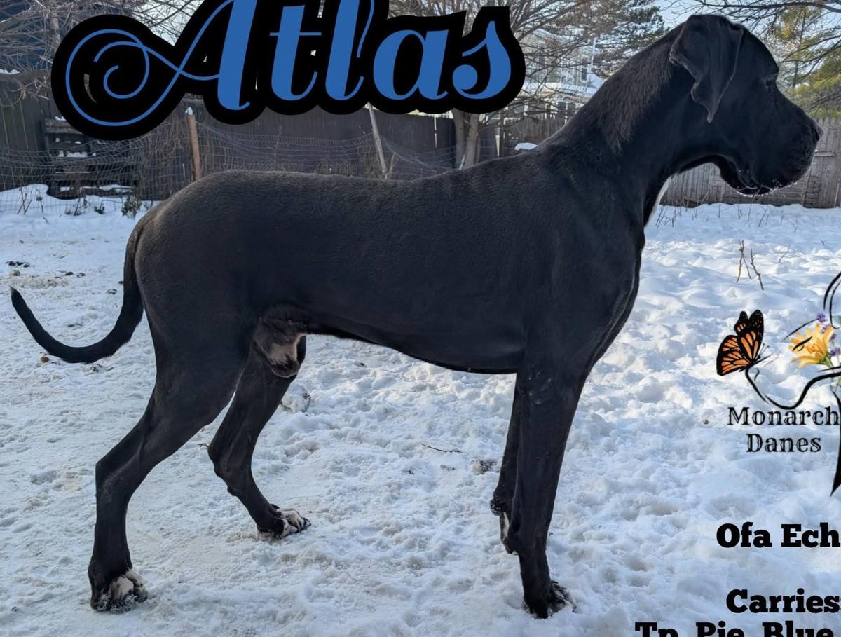 SD's Monarch Of The Atlas Wings