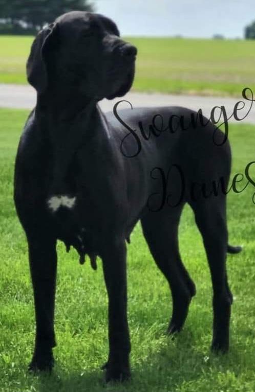 SDs Badazz Makiah The Warrior Queen